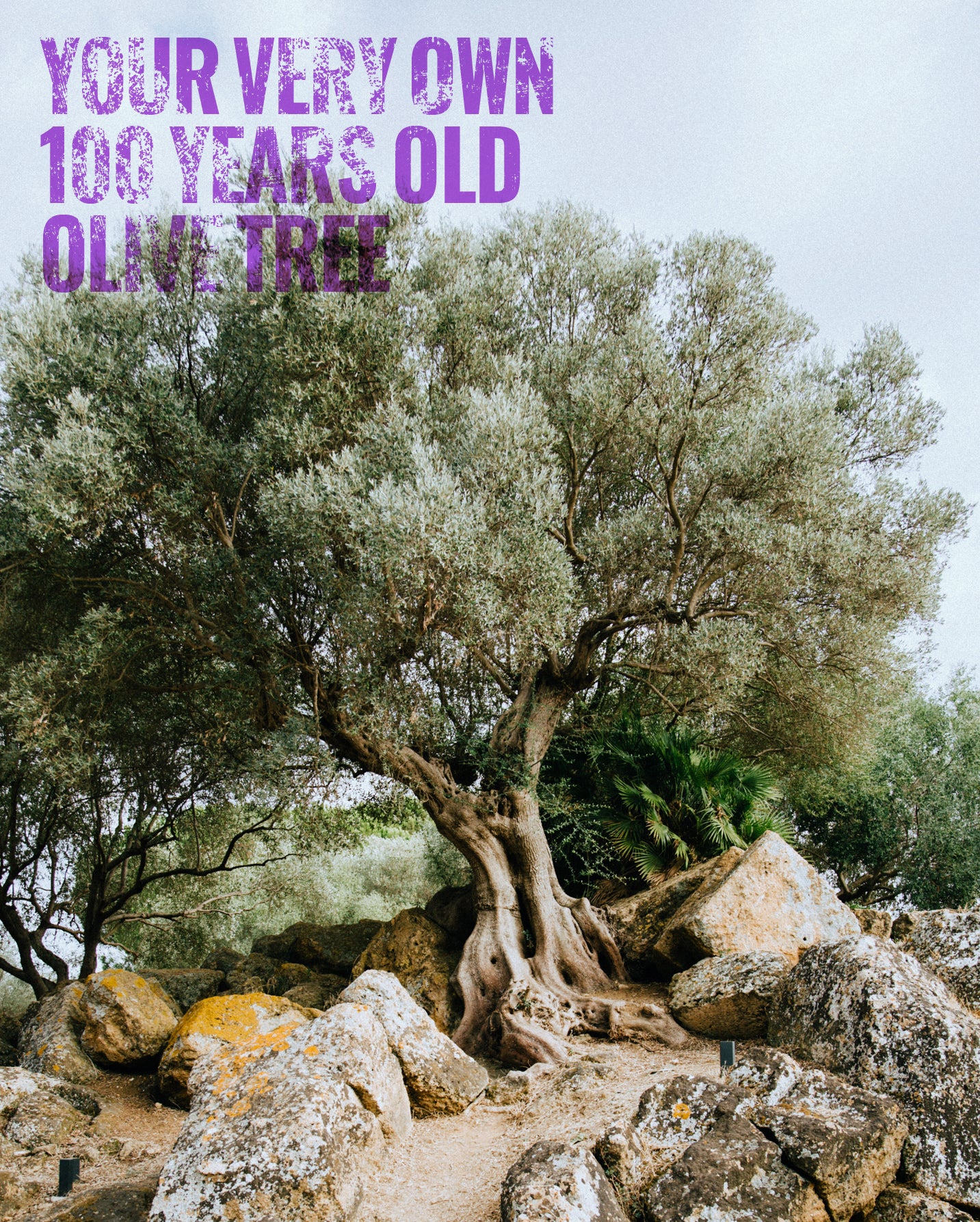 Your own olive Tree